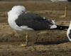 1cy fuscus in August, ringed in Finland. (81365 bytes)